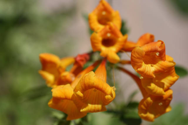 orange jubilee flower