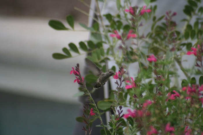 hummingbird and salvia