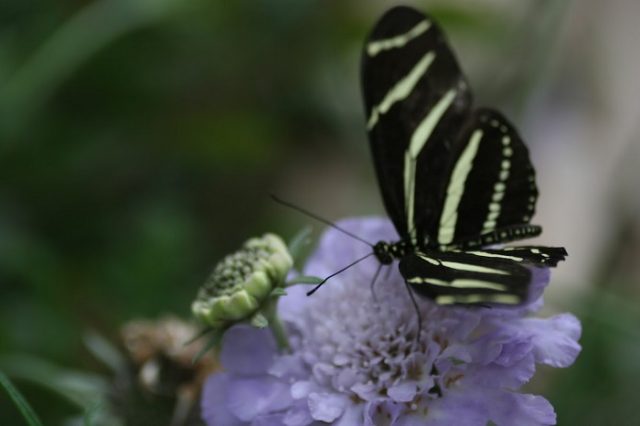 attract butterflies to your garden