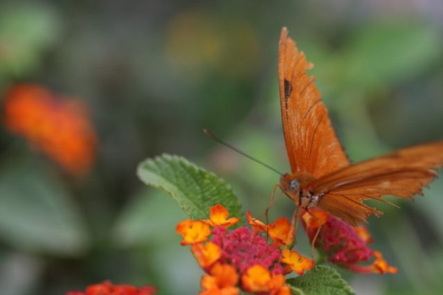 butterfly on lantana