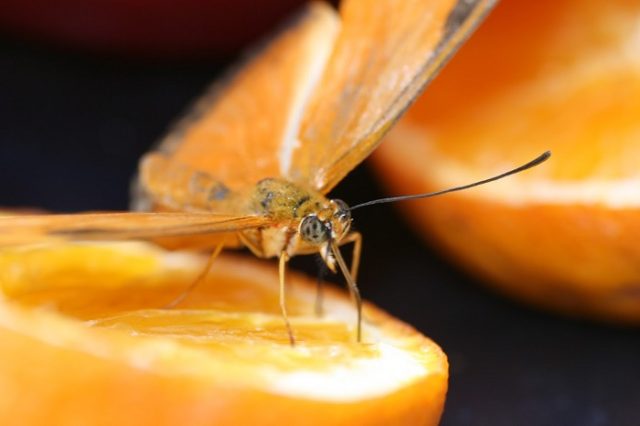 Butterfly on Orange Slice