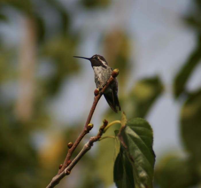 Attract Hummingbirds To Your Phoenix Garden