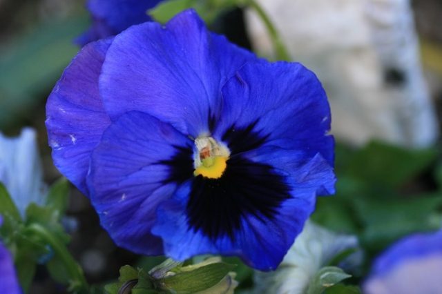 pansy in bloom