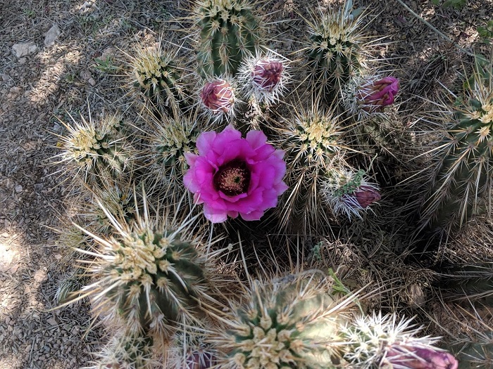 flowering cactus in arizona