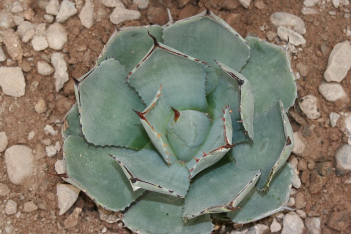 xeriscape plants in arizona