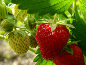 grow strawberries