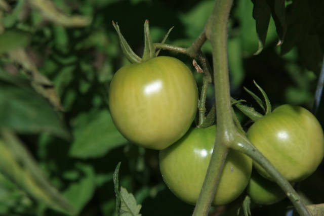 tips and tricks to grow tomatoes in phoenix