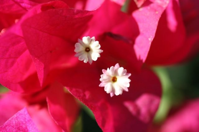bougainvillea bracts and flowers