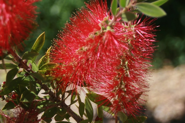 bottle brush plant attracts butterflies