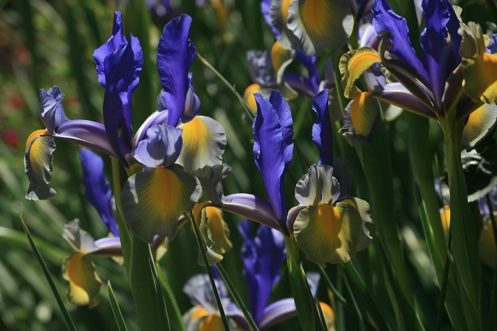 grow iris flowers