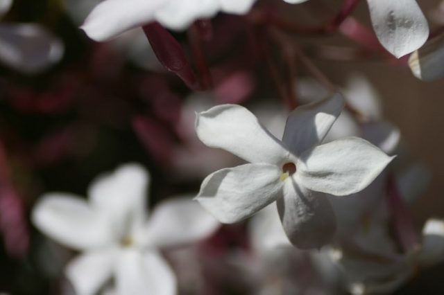 jasmine vine