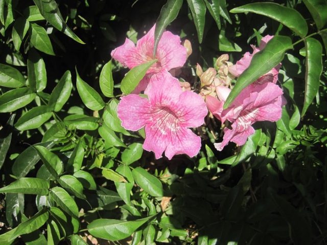pink trumpet vine