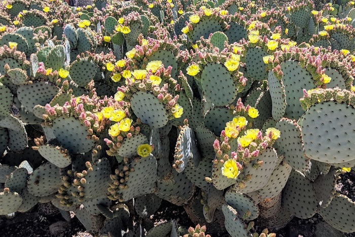 low water plants in arizona