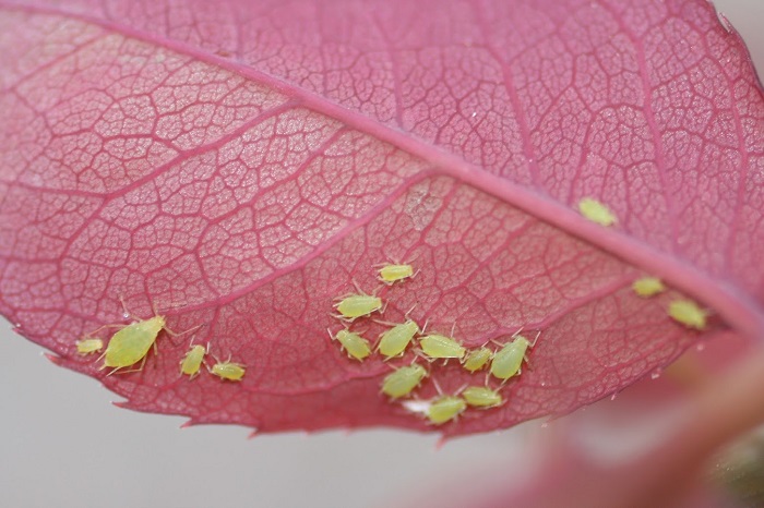 aphid on rose leaf
