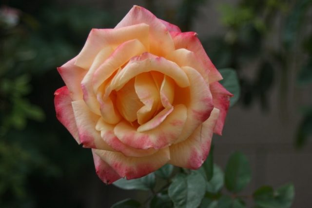 bellaroma rose