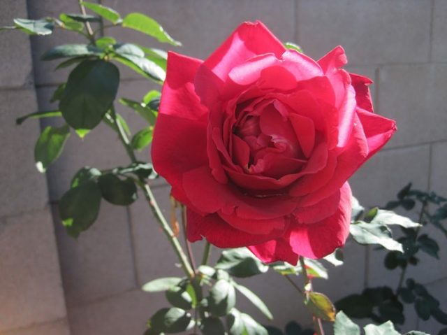 mr lincoln rose