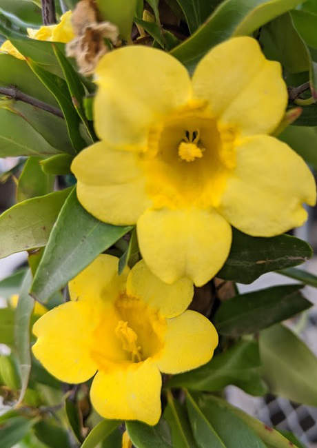Carolina Jessamine vines to grow in phoenix arizona