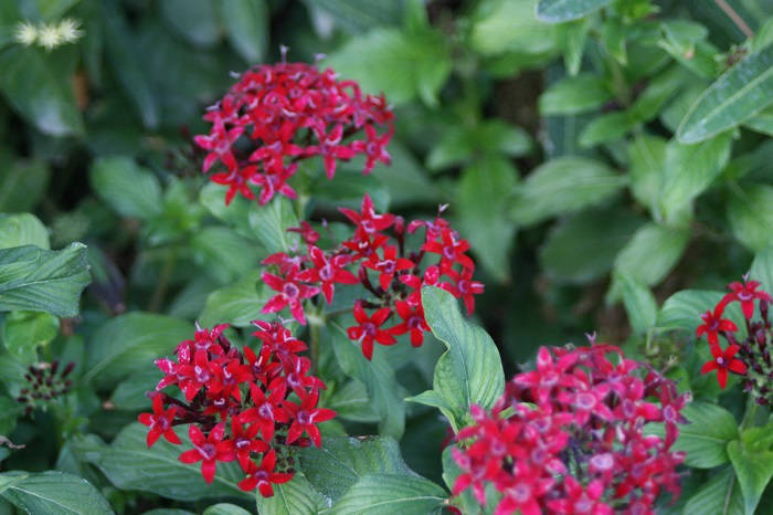pentas arizona garden