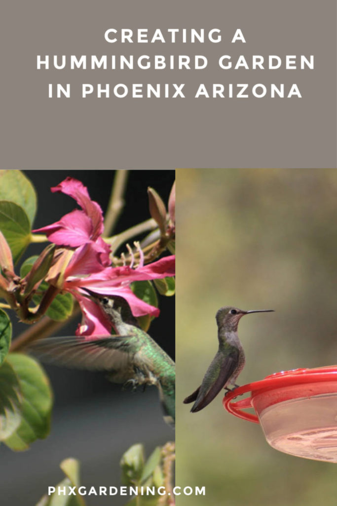 create a phoenix garden hummingbirds will love