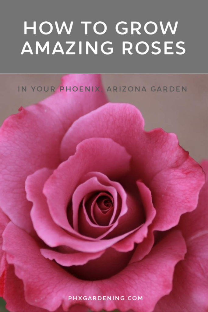 how to grow amazing roses in phoenix