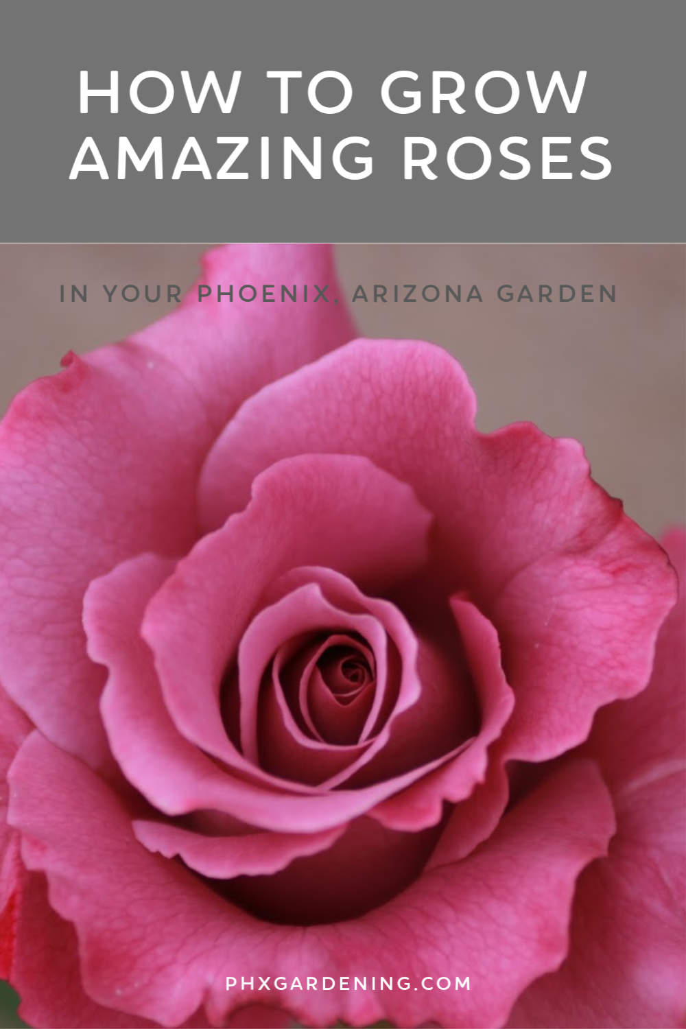 how-to-grow-amazing-roses-in-phoenix-arizona-phoenix-gardening