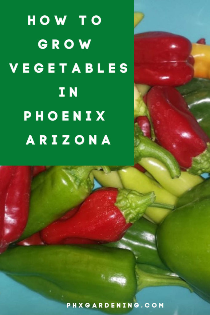 how to grow vegetables in phoenix arizona