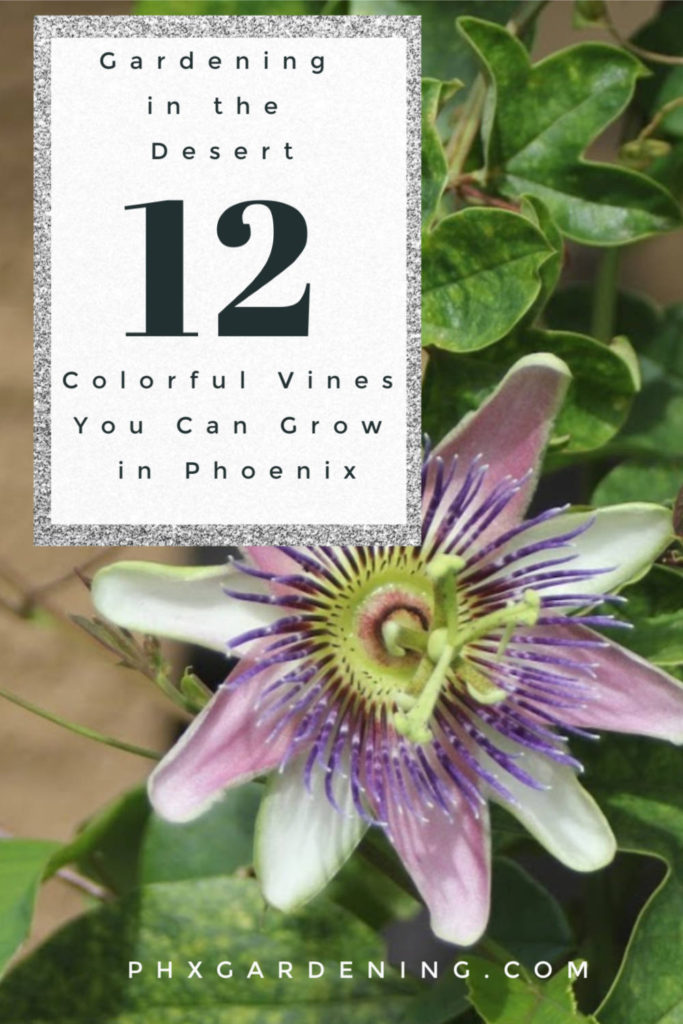 12 pretty vines to grow in phoenix arizona