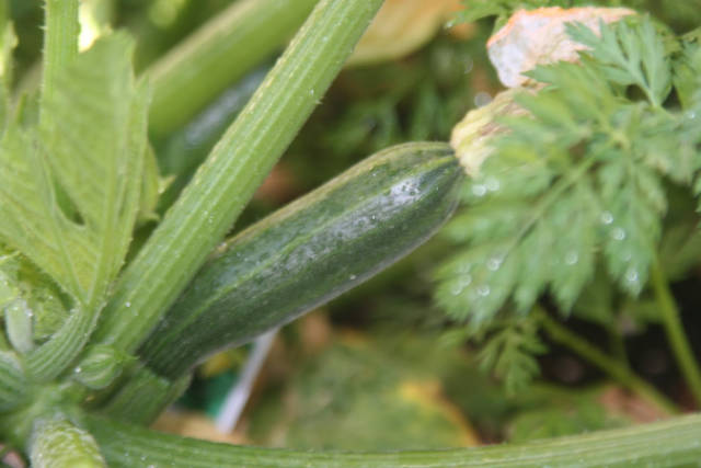 grow vegetables in phoenix