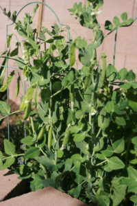 snap peas gardening resource