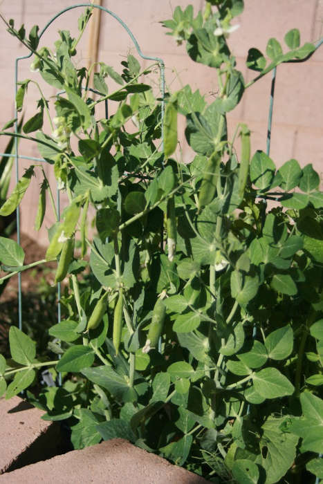 snap peas gardening resource