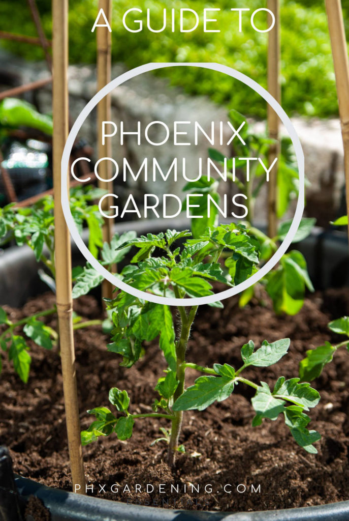 guide to phoenix community gardens
