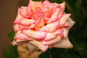rose with raindrops