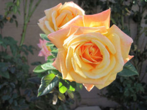 peace rose flowering