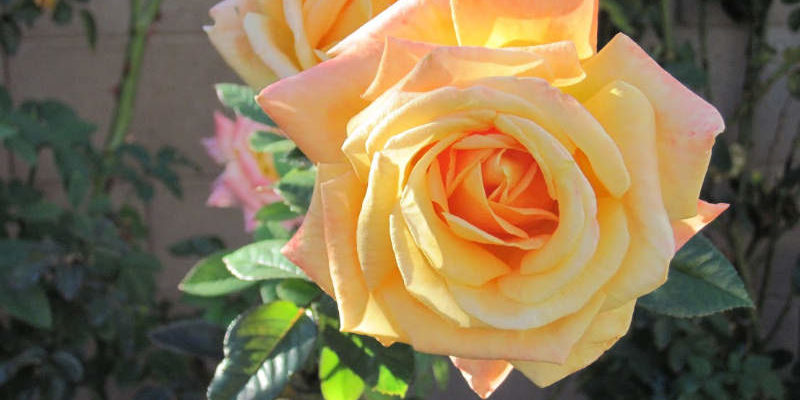 peace rose flowering
