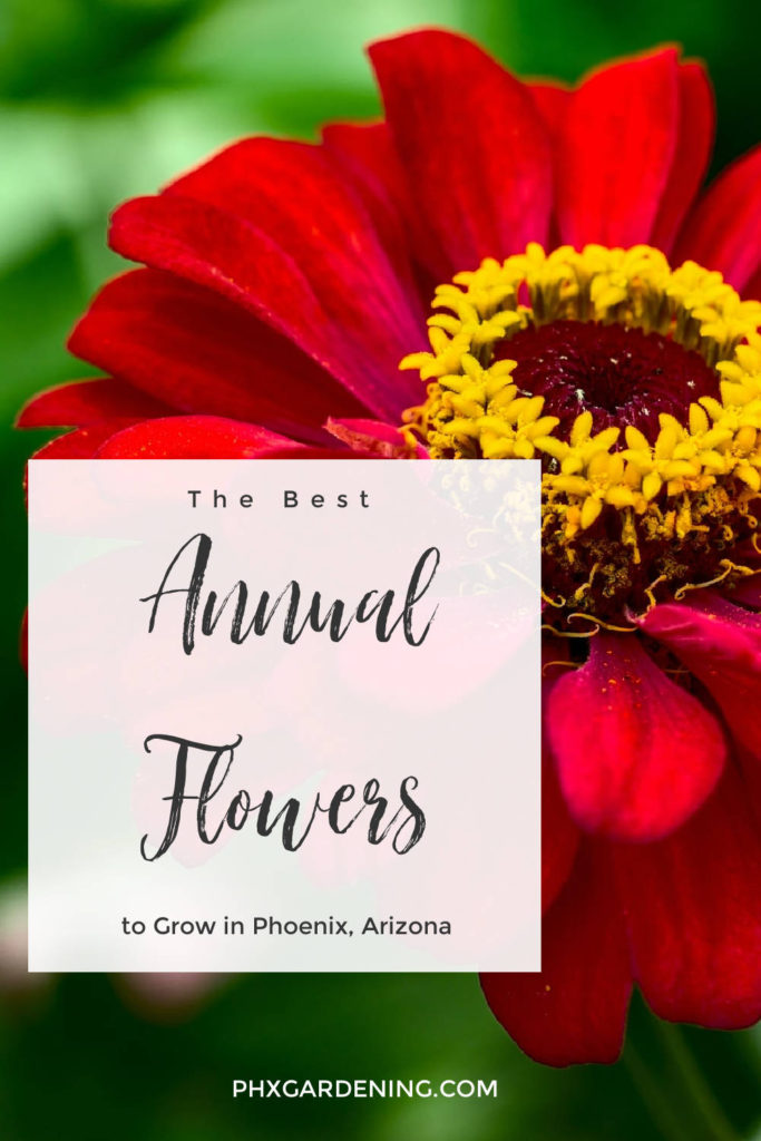 The best annual flowers to grow in phoenix arizona
