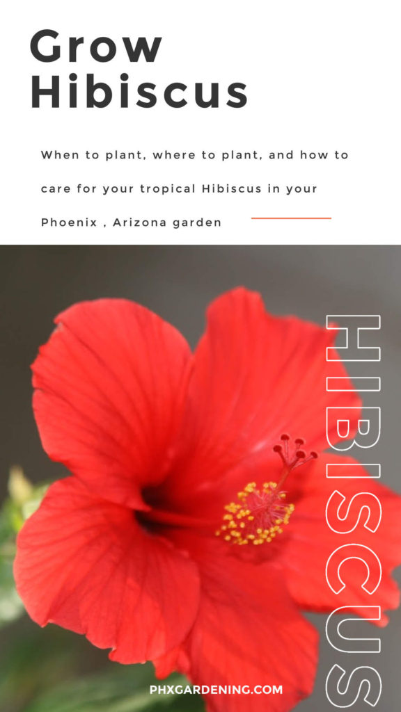 Grow Hibiscus in your phoenix garden