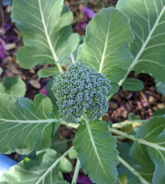 Plant Broccoli