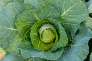 Plant Cabbage