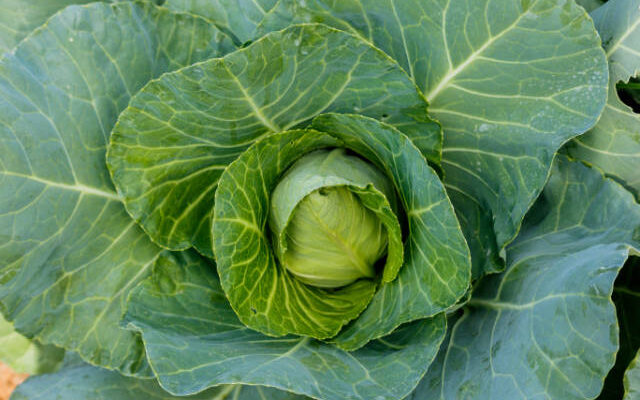 Plant Cabbage