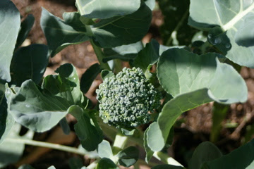grow broccoli in phoenix