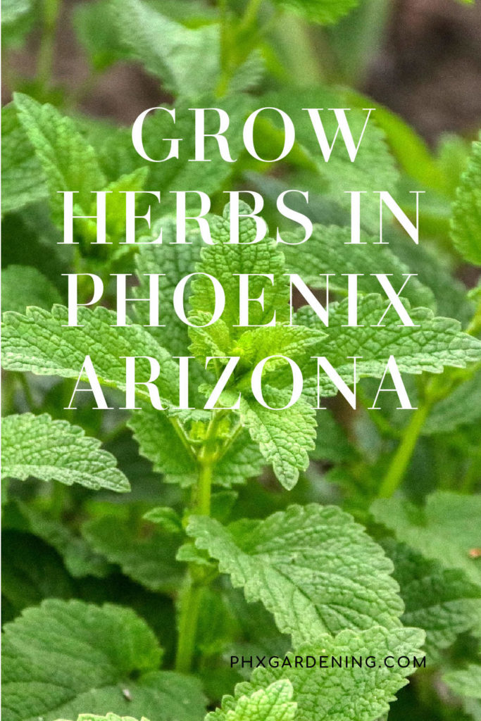 grow herbs in phoenix