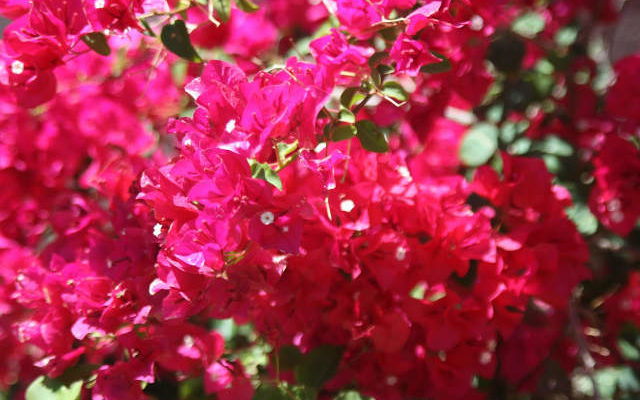bougainvillea bract and flowers