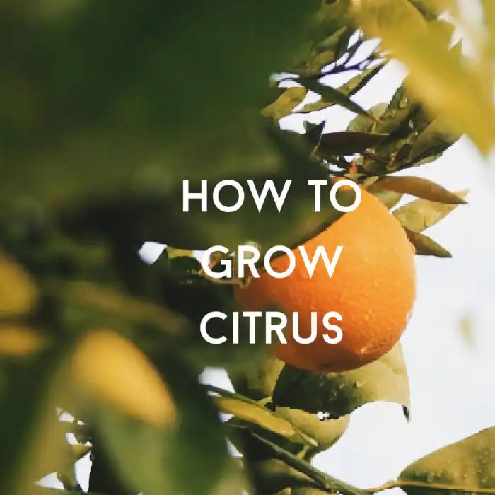 how to grow citrus