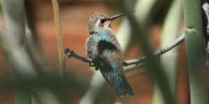 hummingbird in Tucson