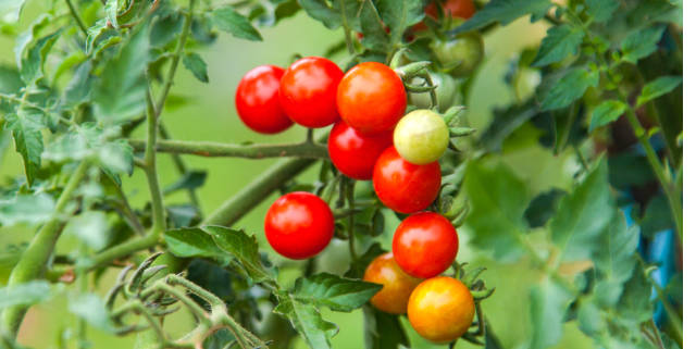 cherry tomato on vine