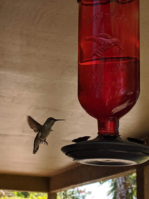 hummingbird at phoenix feeder