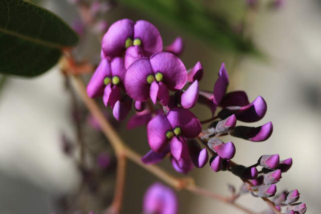 hardenbergia vine flowers