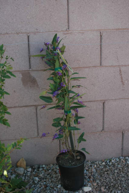 potted hardenbergia