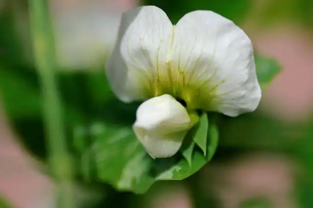 pea plant flowering