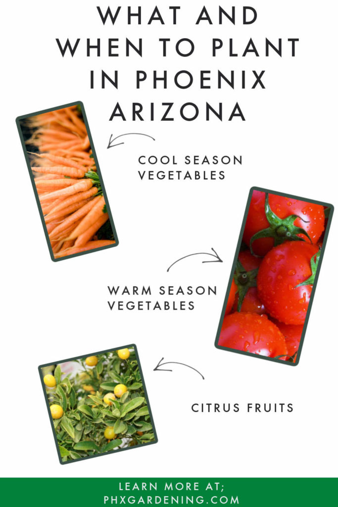 when and what to plant in phoenix
